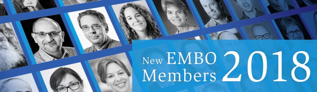 Lea Sistonen elected as new EMBO member