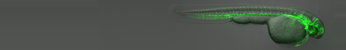 Zebrafish