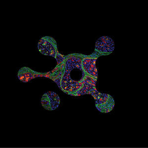 Turku Bioscience 30th Anniversary Symposium