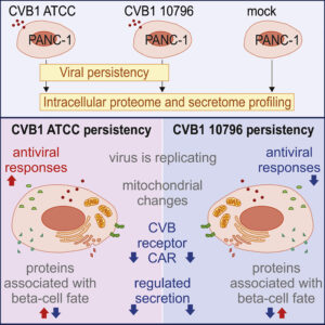 Chronic Enteroviral Infection Modifies Broadly Pancreatic Cellular Functions
