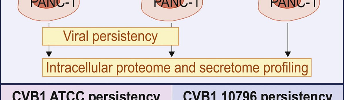 Chronic Enteroviral Infection Modifies Broadly Pancreatic Cellular Functions