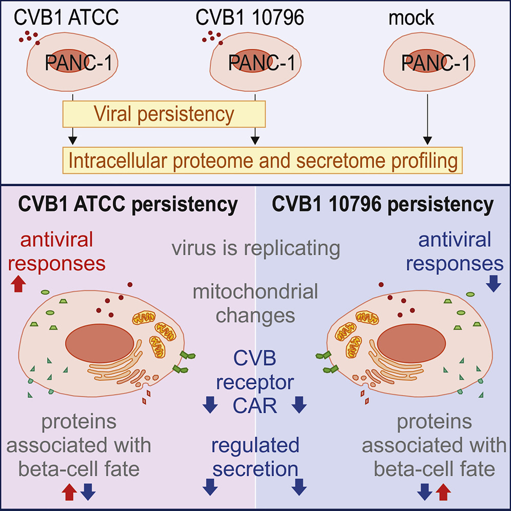 Chronic Enteroviral Infection Modifies Broadly Pancreatic Cellular Functions