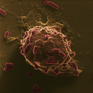 Euro-Bioimaging becomes Euro-Bioimaging ERIC