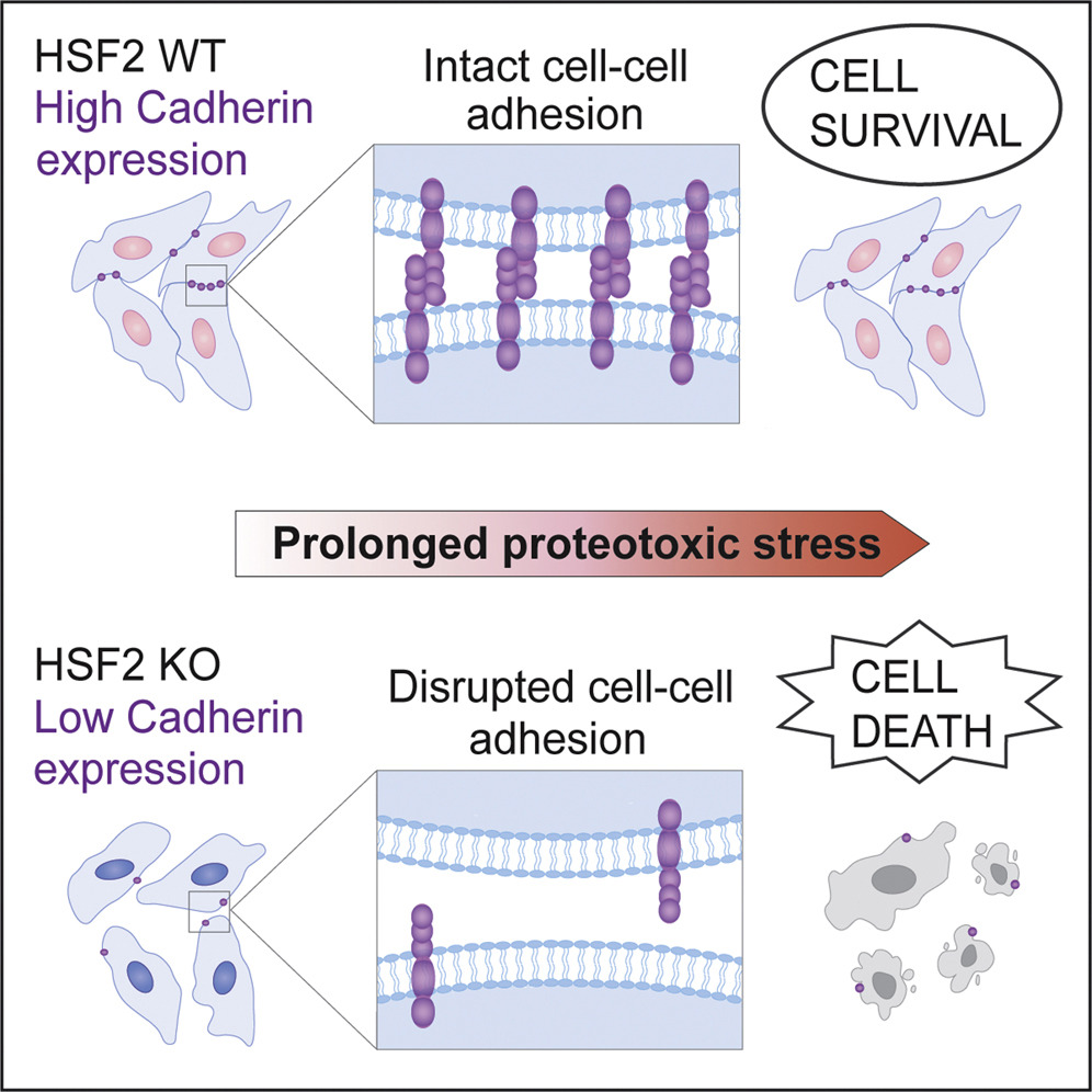 Cells protect themselves against stress by keeping together