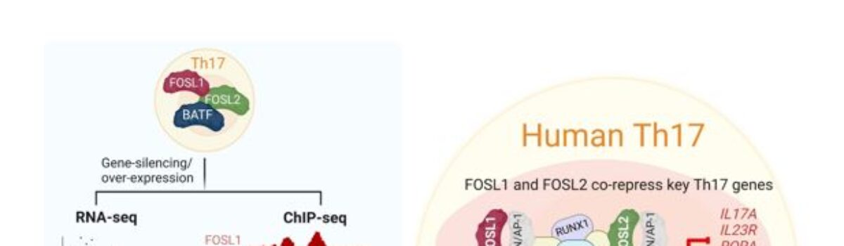 New insights into regulation of immune response