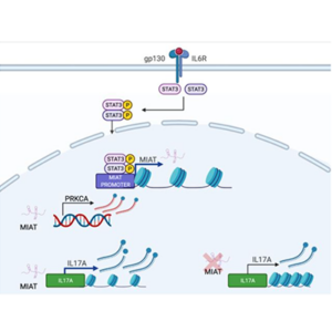 Long intergenic noncoding RNA MIAT regulates human Th17 cell differentiation   and is highly expressed in T cells of inflamed synovia in joints of Rheumatoid Arthritis patients