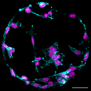 Unlocking the secrets of cell behaviour on soft substrates: A paradigm shift in mechanobiology