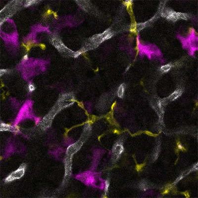 Researchers discover new role for immune defence cells: they impact hormonal balance