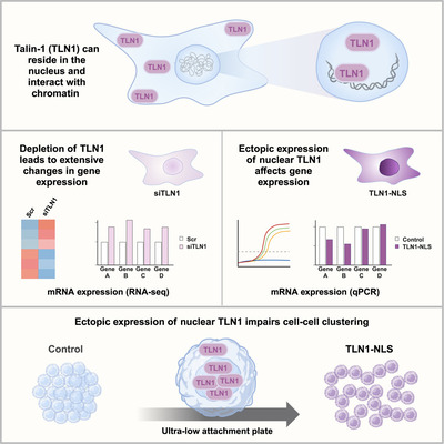 Breaking Boundaries: From the Cell’s Edge to the Heart of Gene Expression
