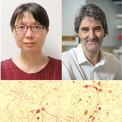 Michael Courtney and Lili-Li receive $108,867 grant from SynGAP Research Fund (SRF) dba Cure SYNGAP1