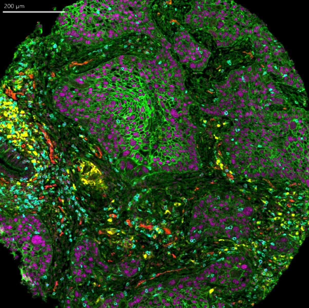 Cell Imaging and Cytometry