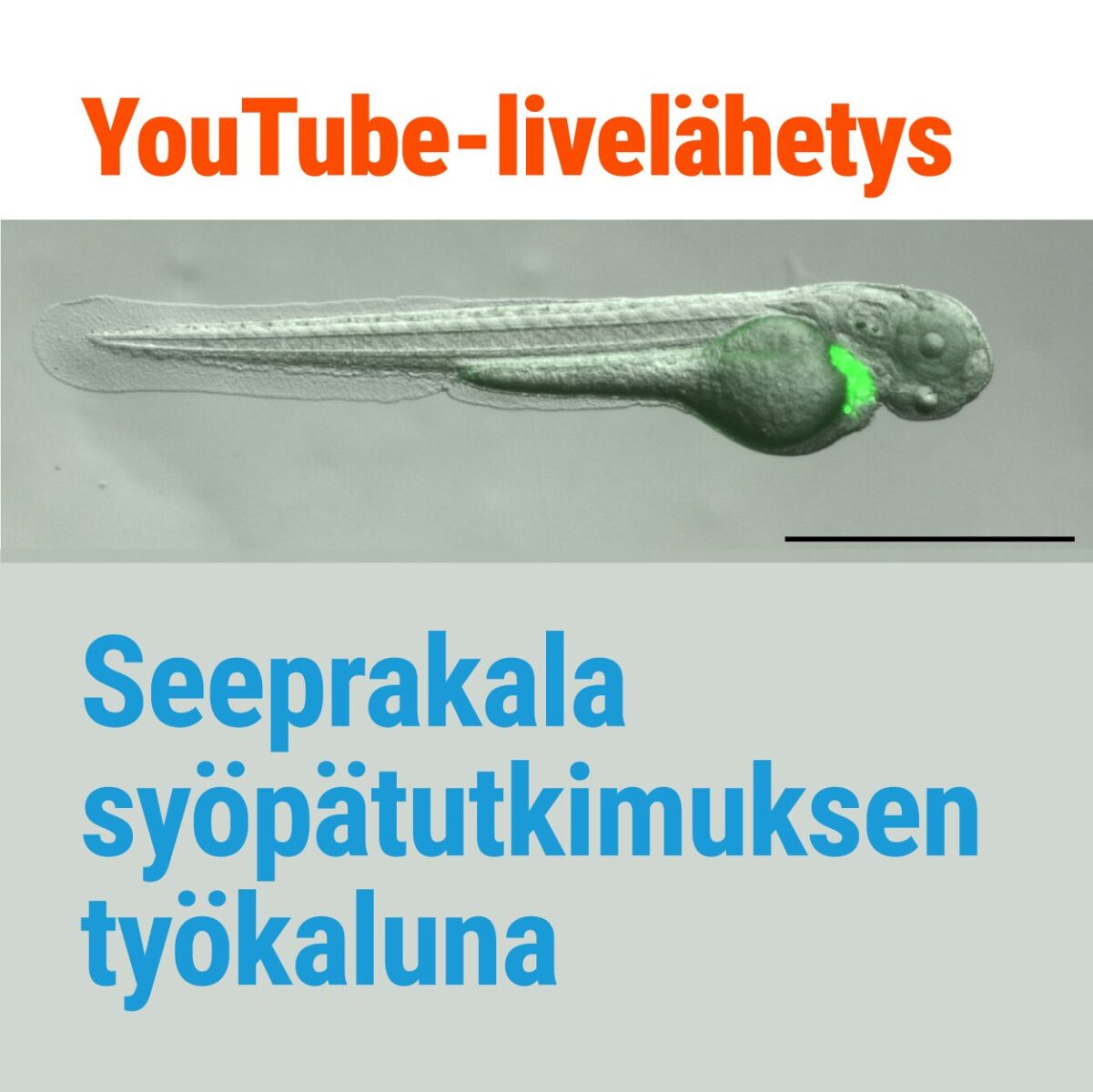 Seeprakala syöpätutkimuksen työkaluna