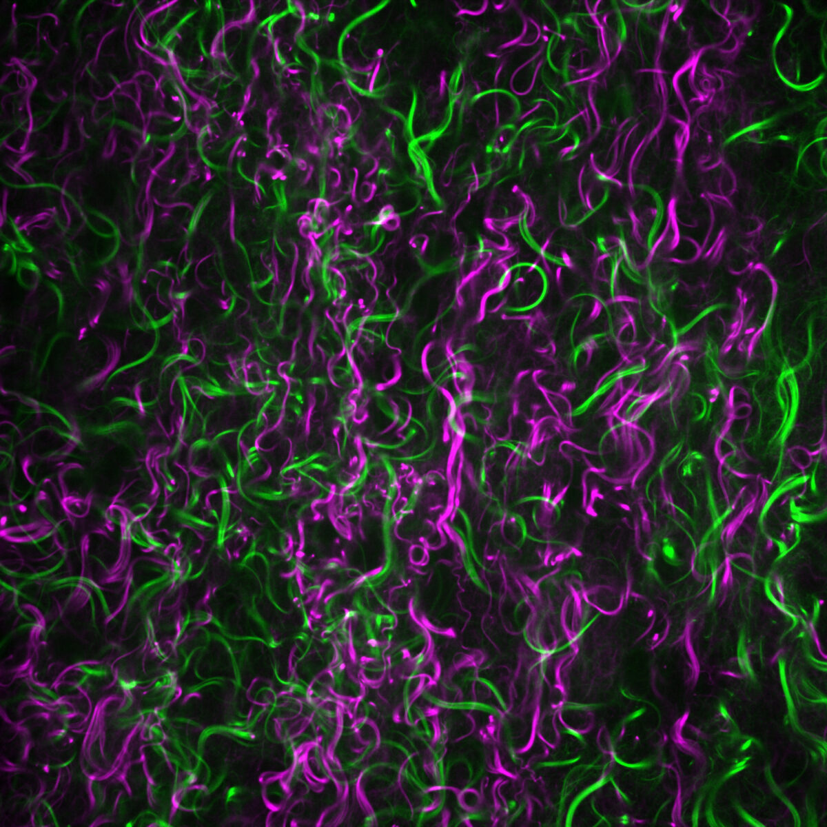 advanced imaging core